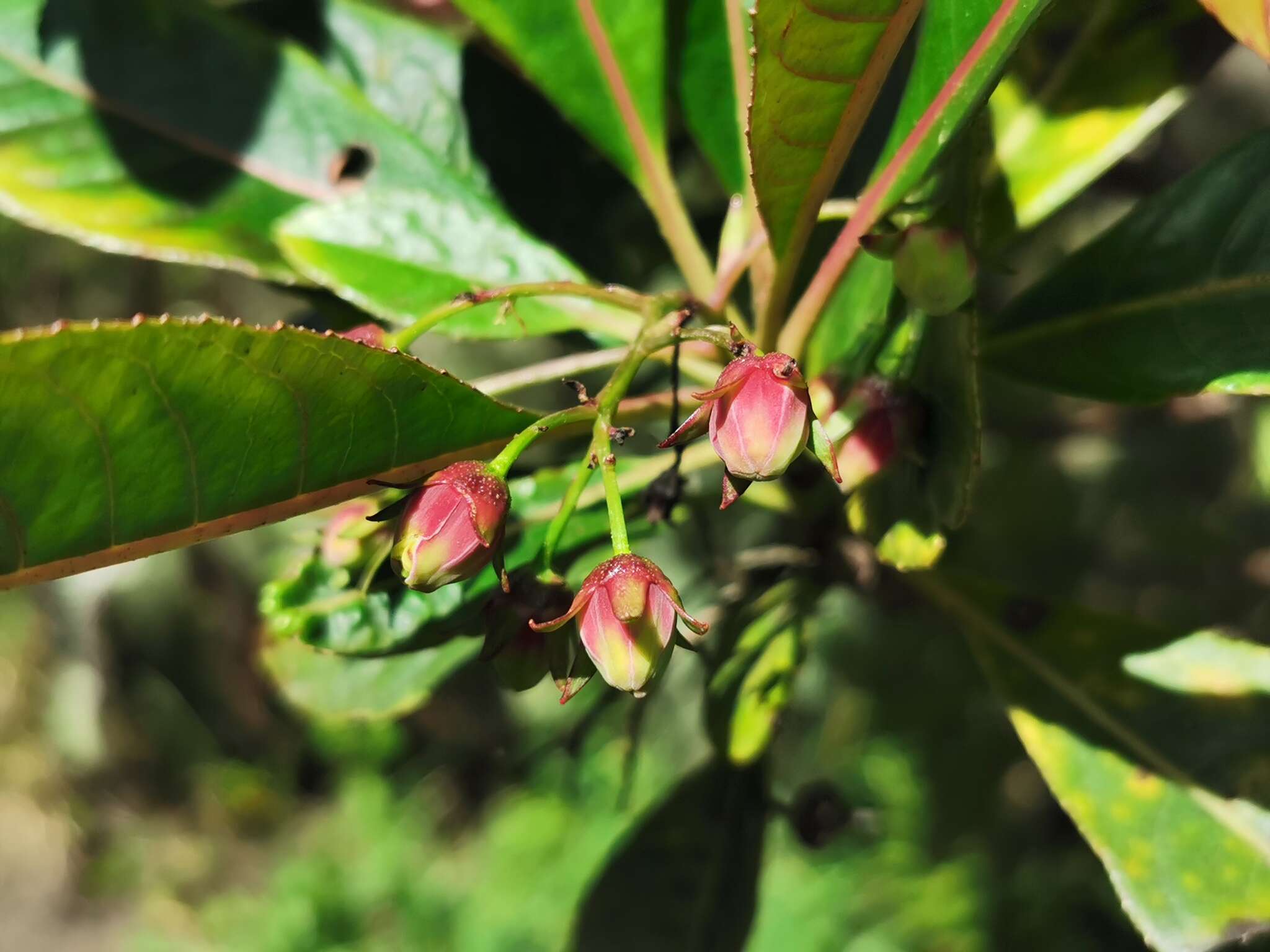 Image of Forgesia racemosa J. F. Gmel.