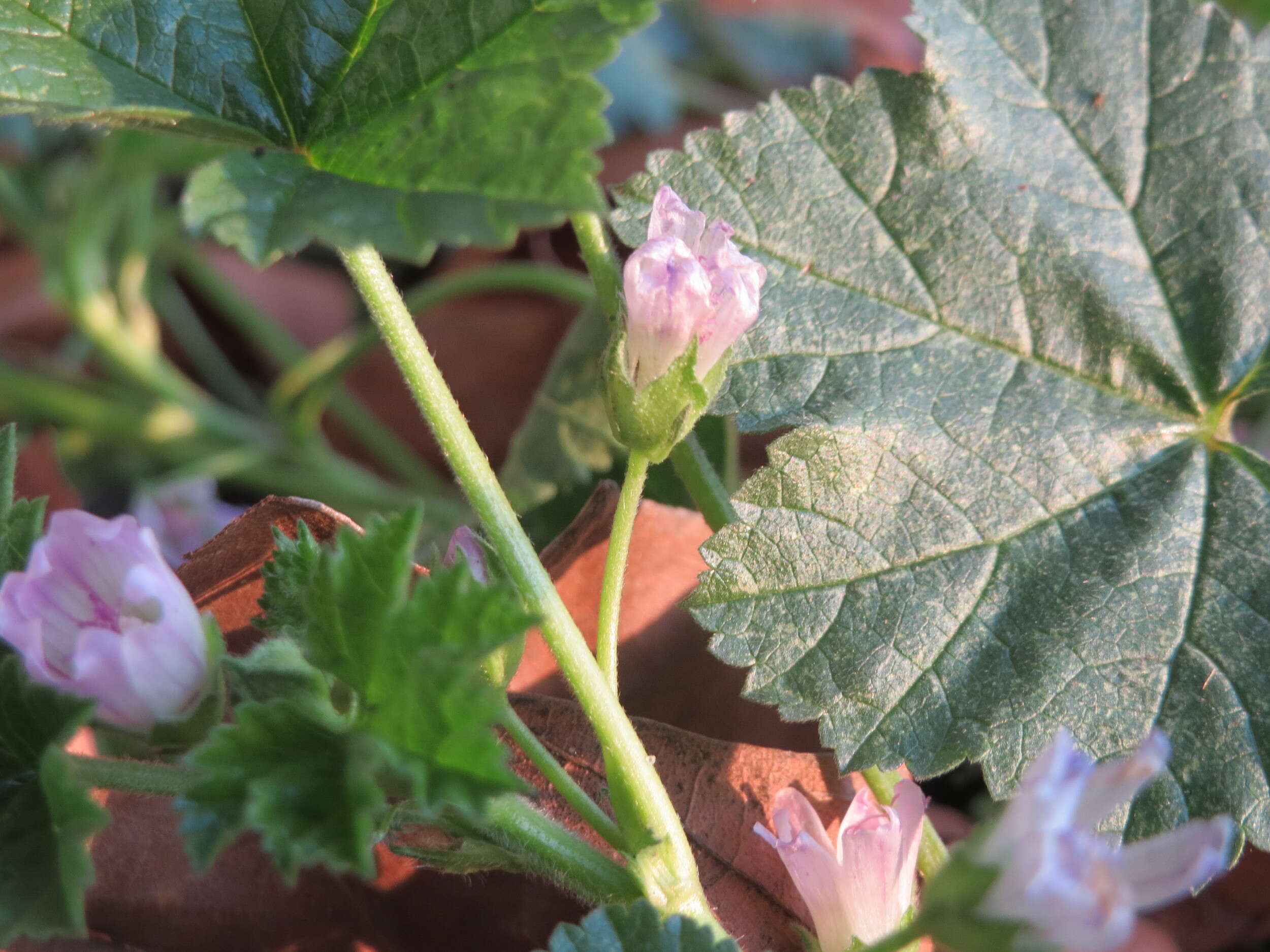 Image of common mallow