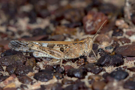 Image of Australian plague locust