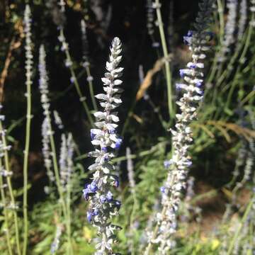 Sivun Salvia lavanduloides Kunth kuva