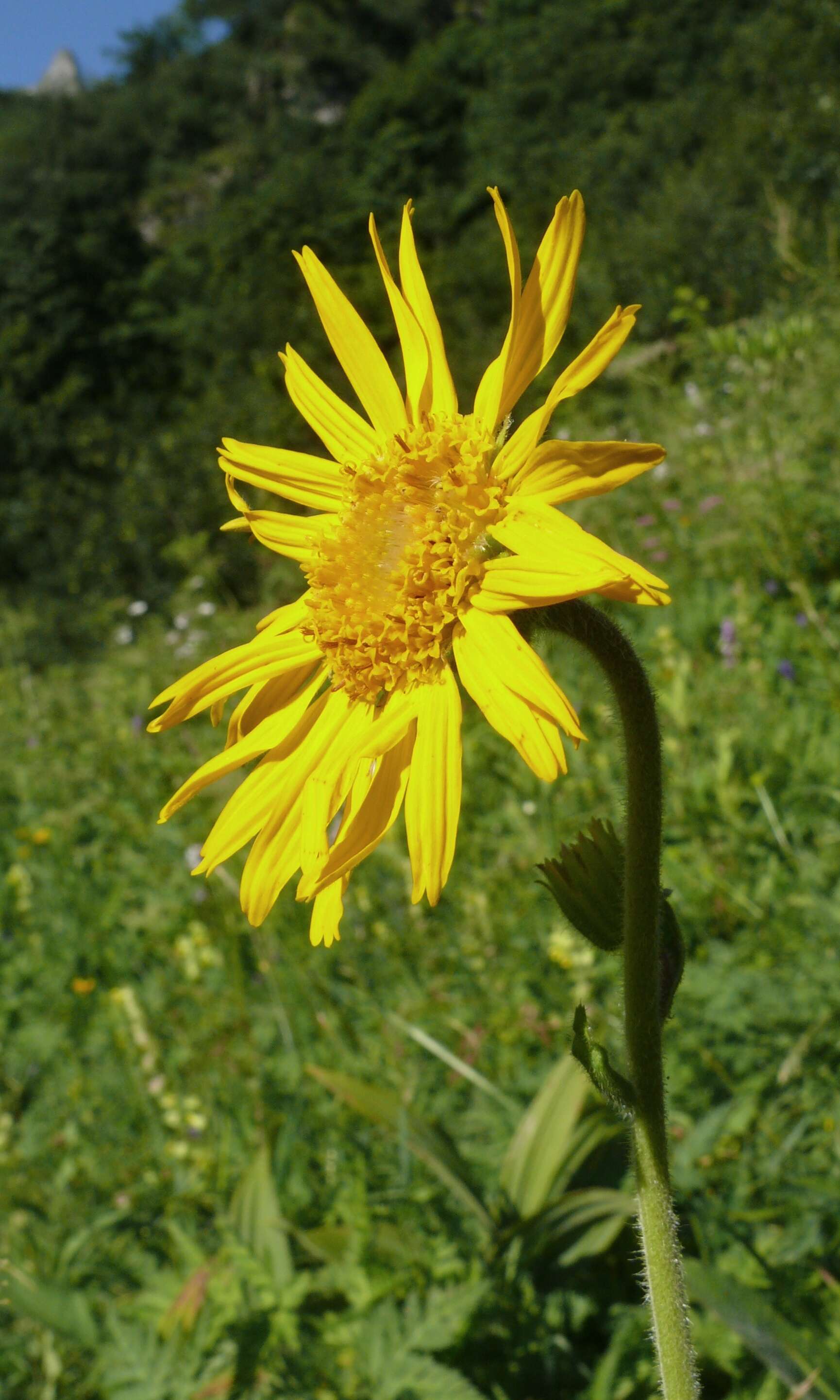 Image of mountain arnica