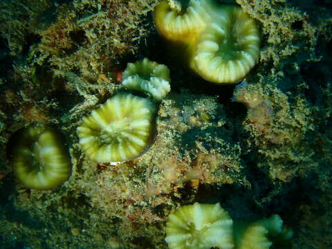 Image of Phaceloid fleshy hard coral