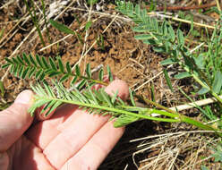 Image of Blue Mountain milkvetch