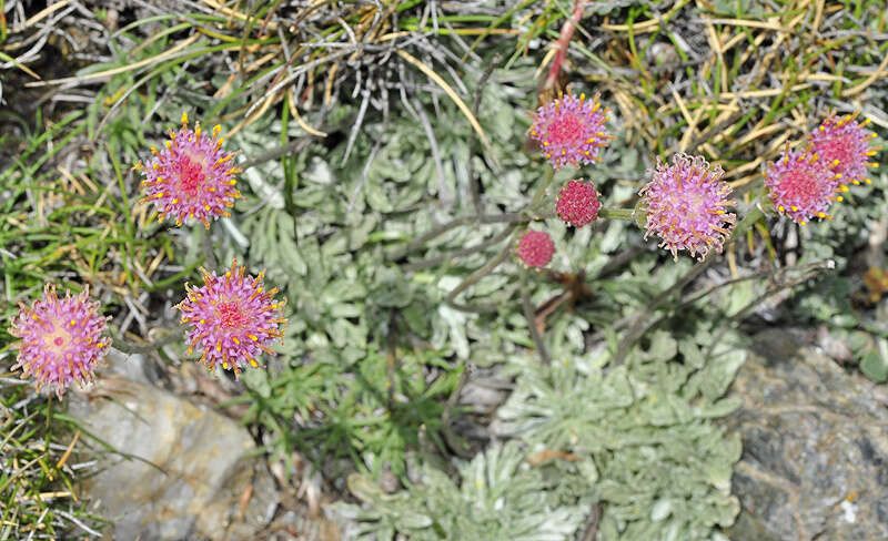 Image of Jacobaea boissieri (DC.) Pelser