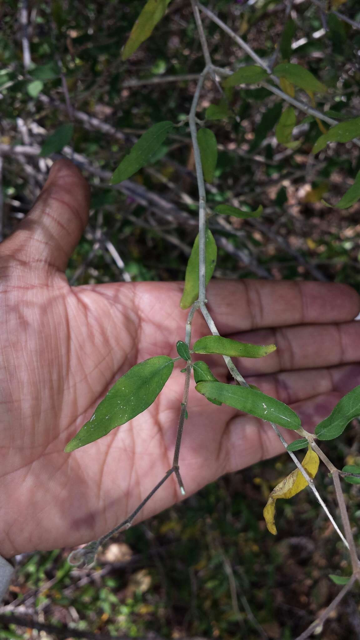 Hypoestes poissonii Benoist resmi