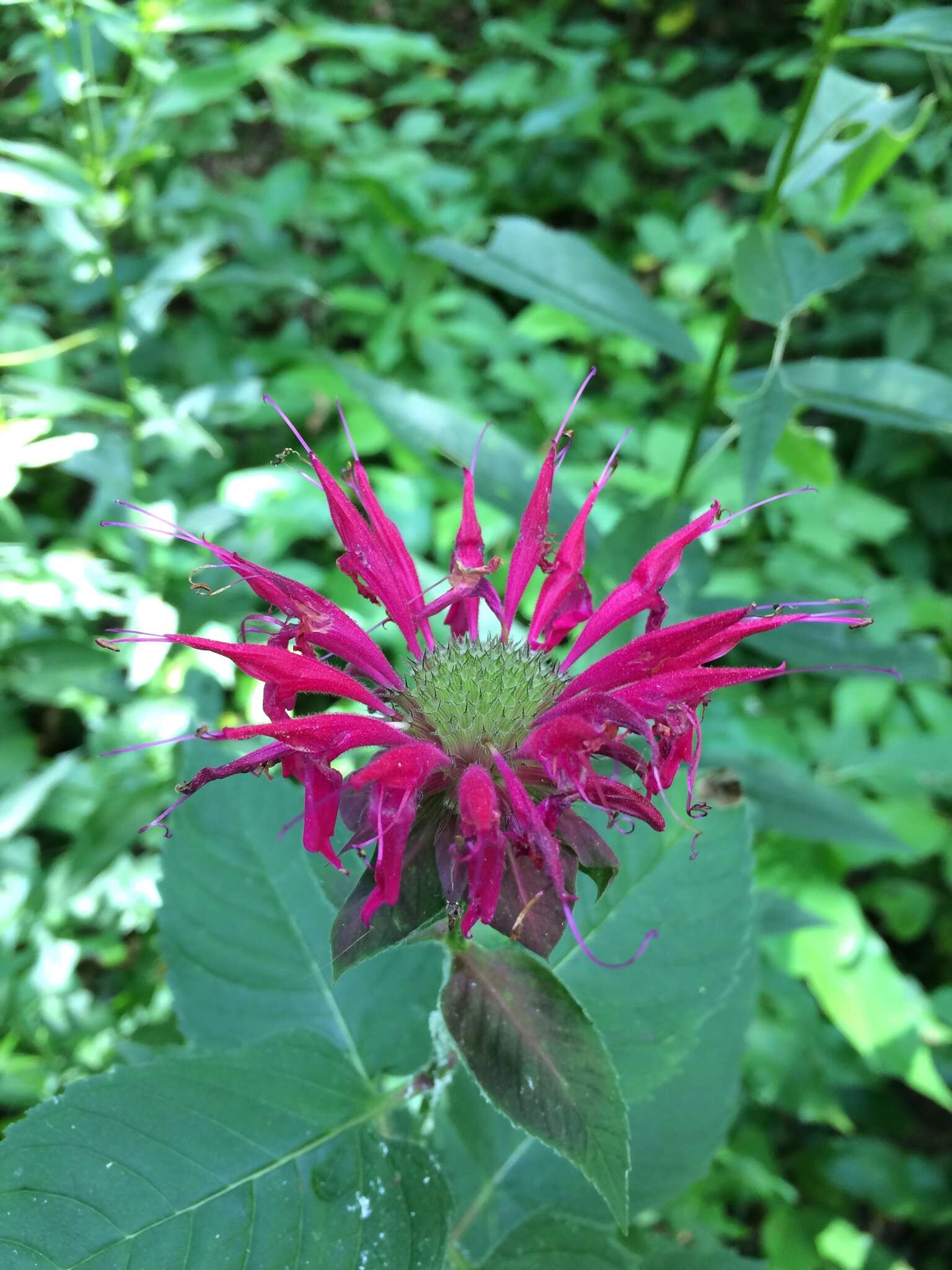 Image of scarlet beebalm