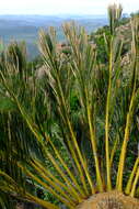 Image of Old Man of the Mountains