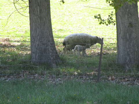 Plancia ëd Ovis aries aries Linnaeus 1758