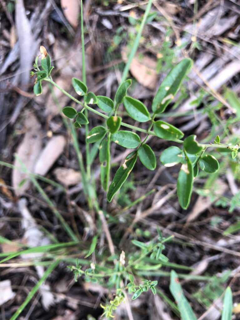 صورة Jasminum didymum subsp. racemosum (F. Muell.) P. S. Green