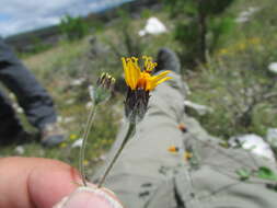 Image of annual bushsunflower