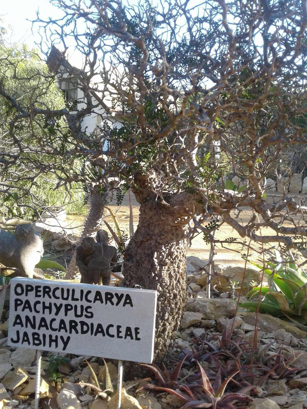 Image of Operculicarya pachypus U. Eggli