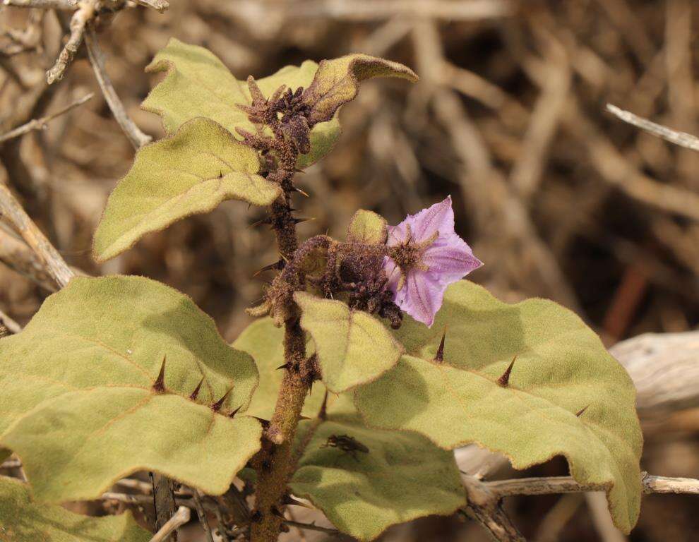 Imagem de Solanum tomentosum var. tomentosum