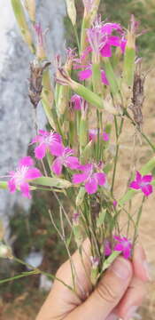 Image of Dianthus sylvestris subsp. longicaulis (Ten.) Greuter & Burdet