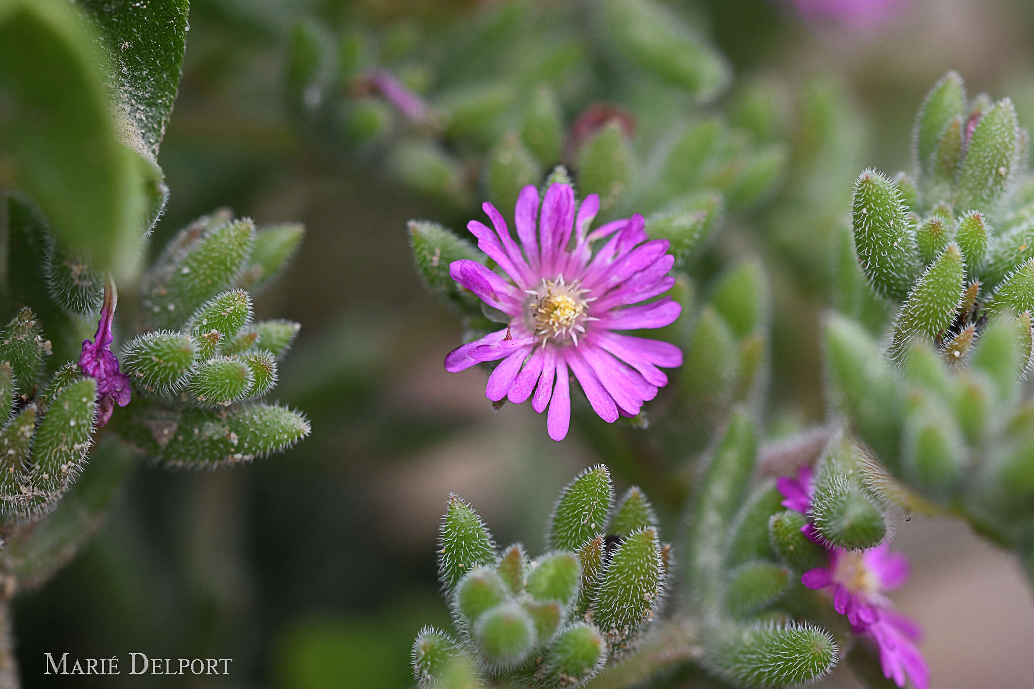 Imagem de Delosperma brunnthaleri (A. Berger) Schwant. ex Jacobsen