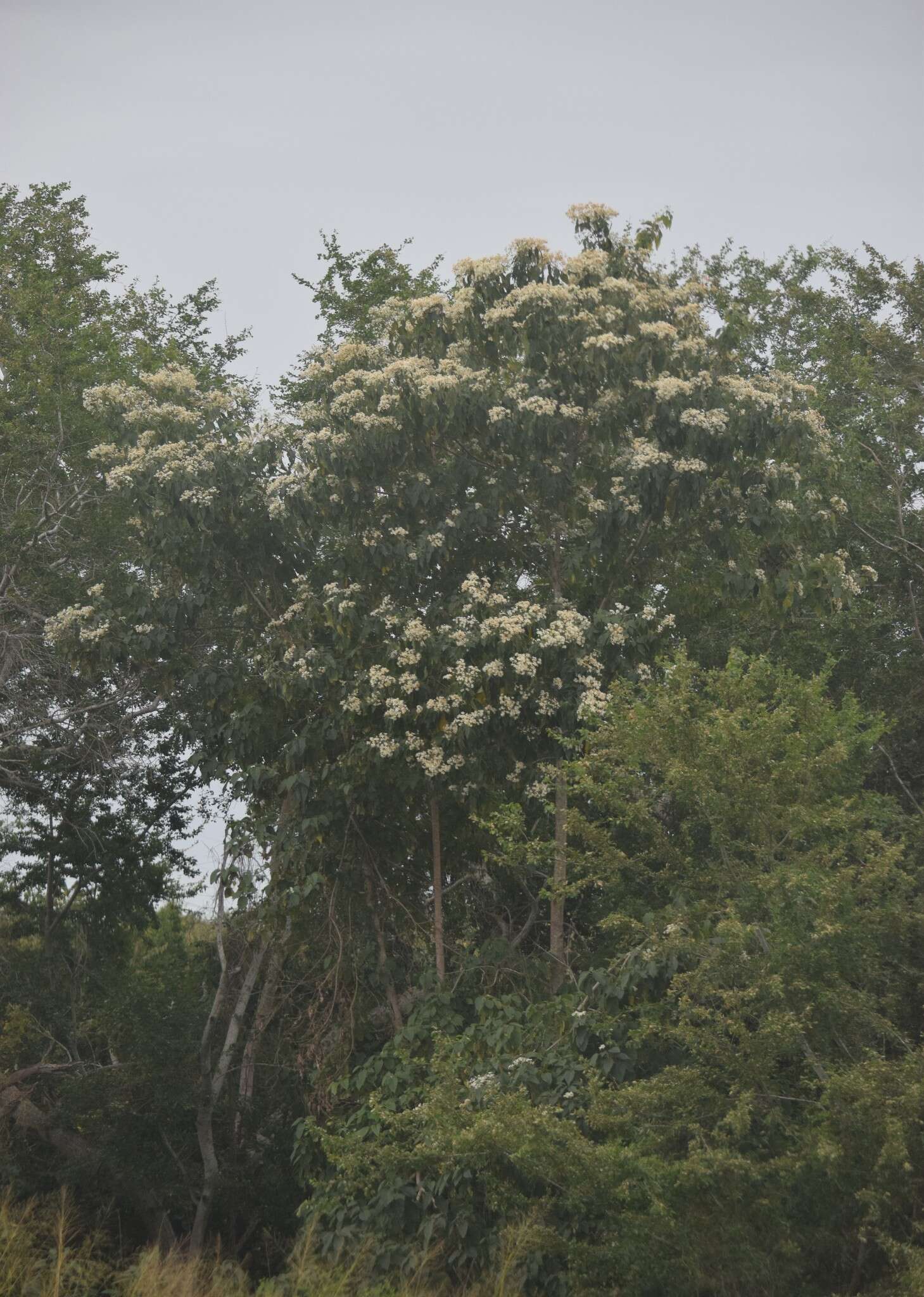 Image of Cordia elaeagnoides DC.