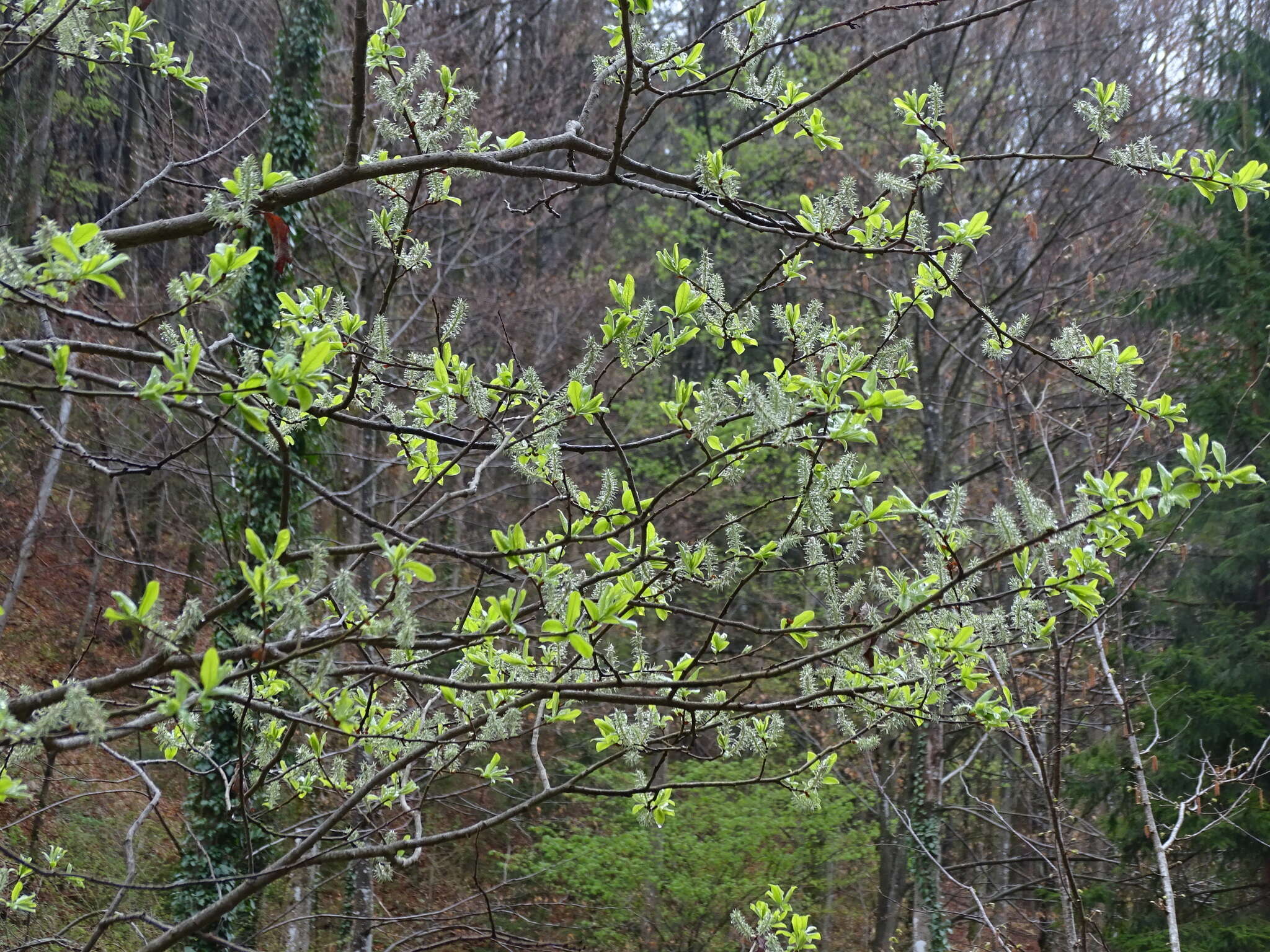 Image of Salix appendiculata Vill.