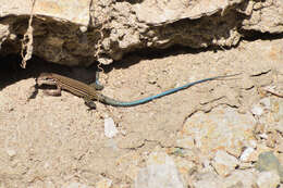 Image of Many-lined Whiptail