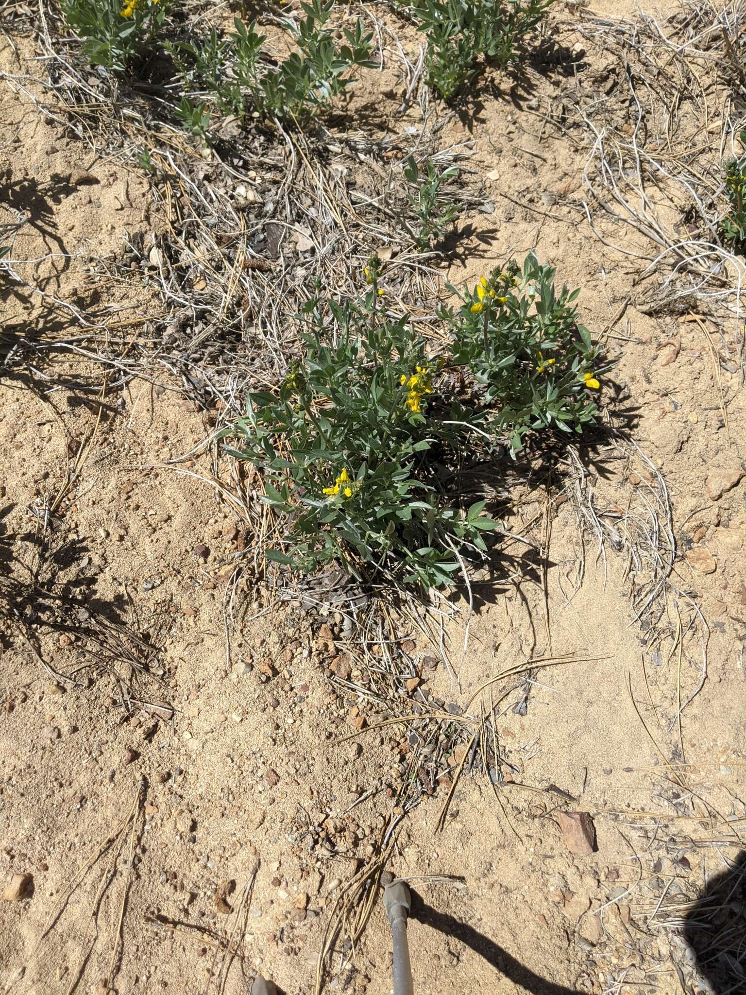 Image of California goldenbanner