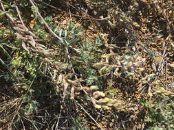 Imagem de Astragalus arizonicus A. Gray