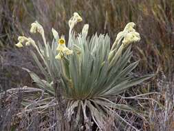 Image of Espeletia summapacis Cuatrec.