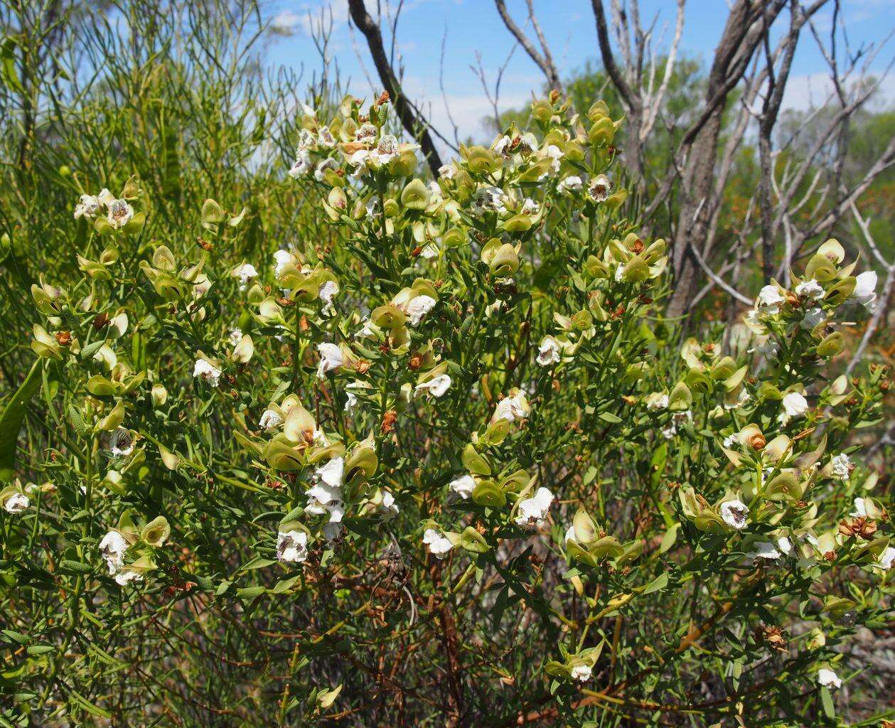 Imagem de Prostanthera striatiflora F. Muell.