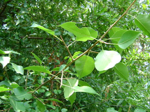 Plancia ëd Pyrus calleryana Decne.