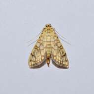 Haritalodes polycymalis (Hampson 1912)的圖片