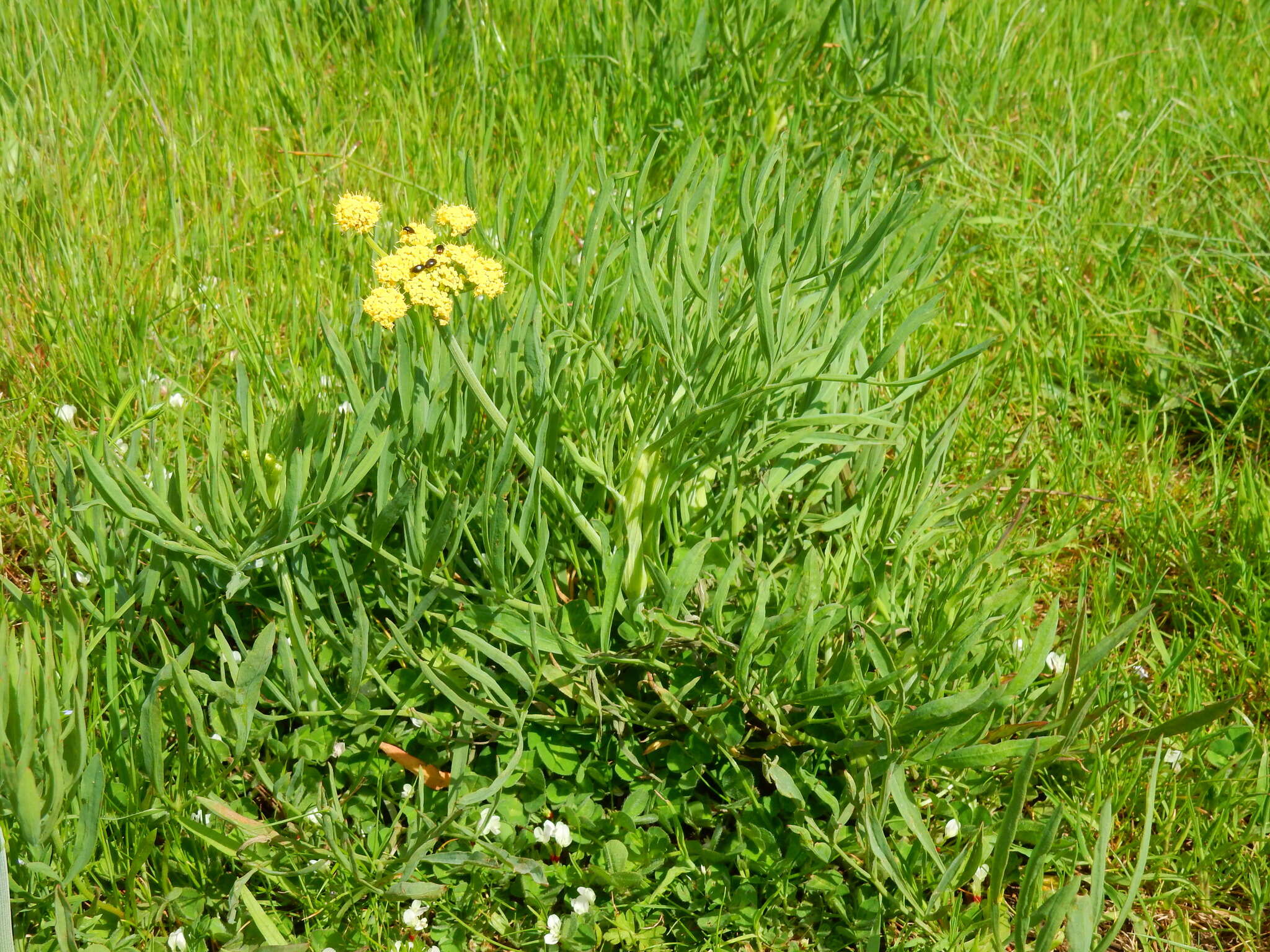 Imagem de Lomatium triternatum var. brevifolium (Coult. & Rose) Mathias