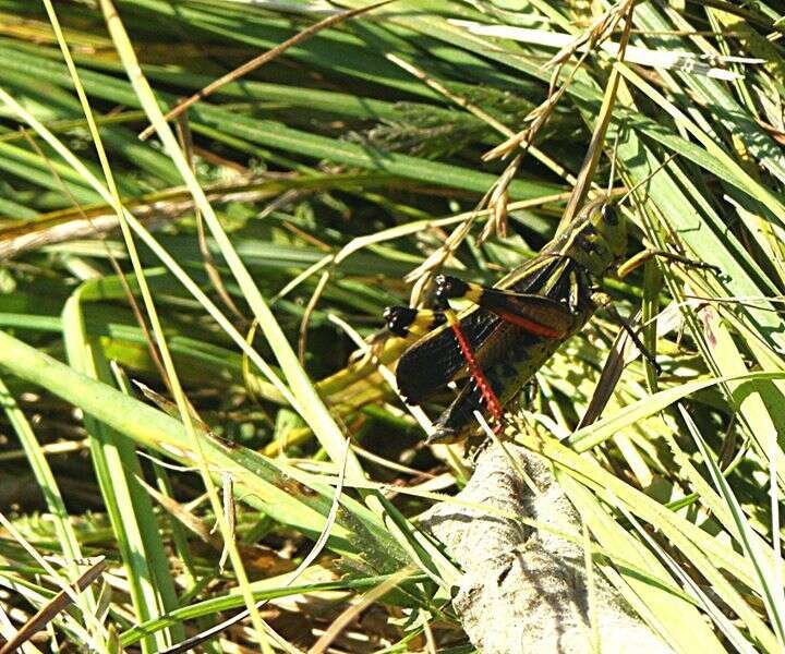 Image of Arcyptera (Arcyptera) fusca (Pallas 1773)