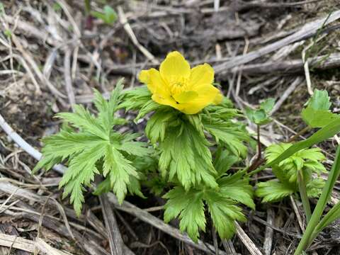 Image of Trollius ranunculinus (Sm.) Stearn