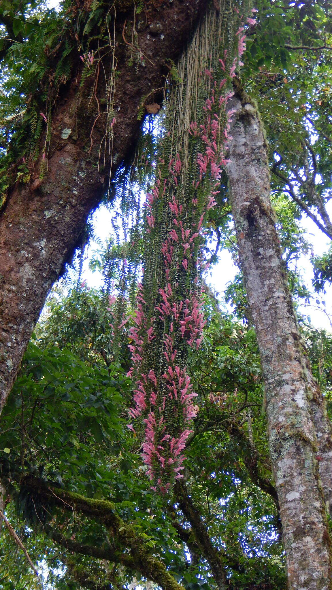 Image of Columnea chiricana Wiehler