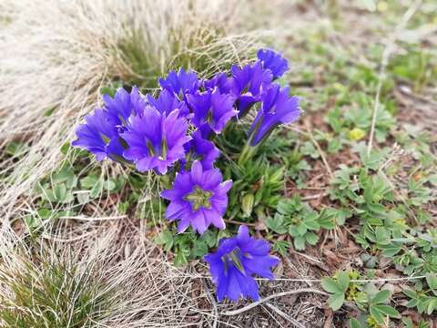 Image of Gentiana grandiflora Laxm.