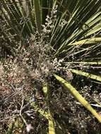 Image of Texas shrub