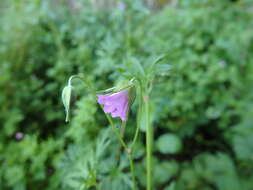 Plancia ëd Geranium columbinum L.