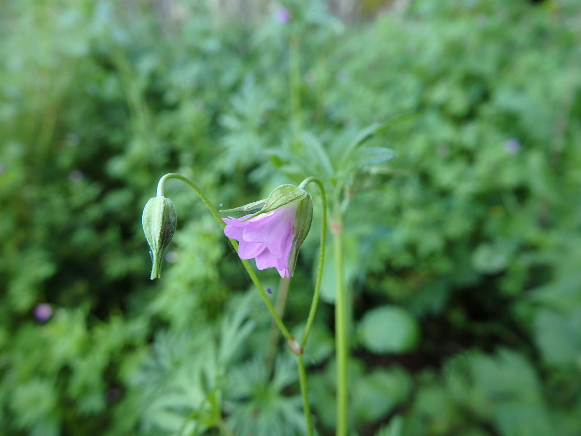 Plancia ëd Geranium columbinum L.