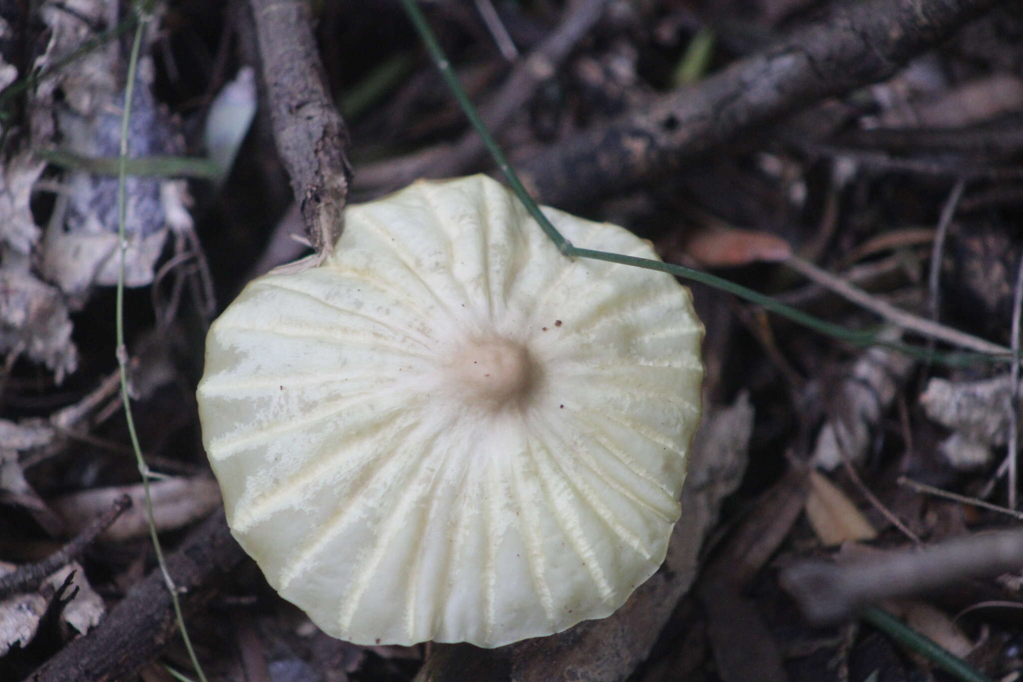 صورة Marasmius mbalmayoensis Douanla-Meli 2008