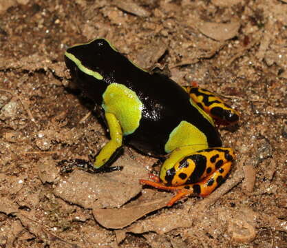 Image of Baron's Mantella