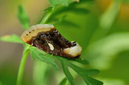 Слика од Chrysoecia requies Dyar 1909