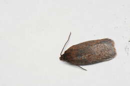 Imagem de Acleris oxycoccana Packard 1869