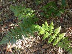 Image of Johnstone River fern