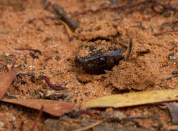 Image of Pseudonaja aspidorhyncha (McCoy 1879)