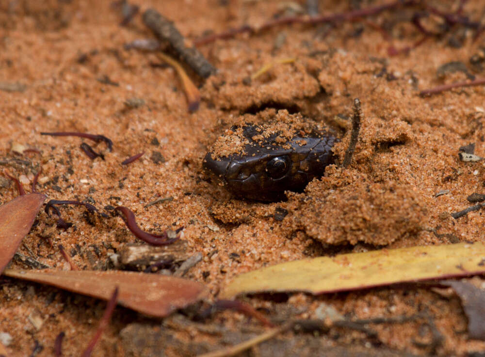 Image of Pseudonaja aspidorhyncha (McCoy 1879)