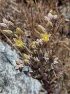 Imagem de Dudleya abramsii subsp. setchellii (Jeps.) Moran