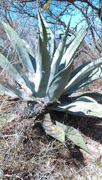 Image of Agave americana var. expansa (Jacobi) Gentry