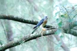 Image of Chinese Sparrowhawk