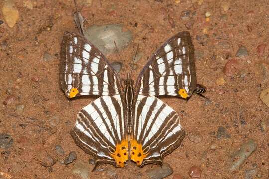 Image of Cyrestis maenalis Erichs 1834