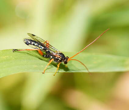 Sivun Echthromorpha intricatoria (Fabricius 1804) kuva