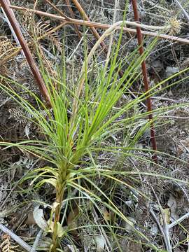 Image of Dasypogon bromeliifolius R. Br.