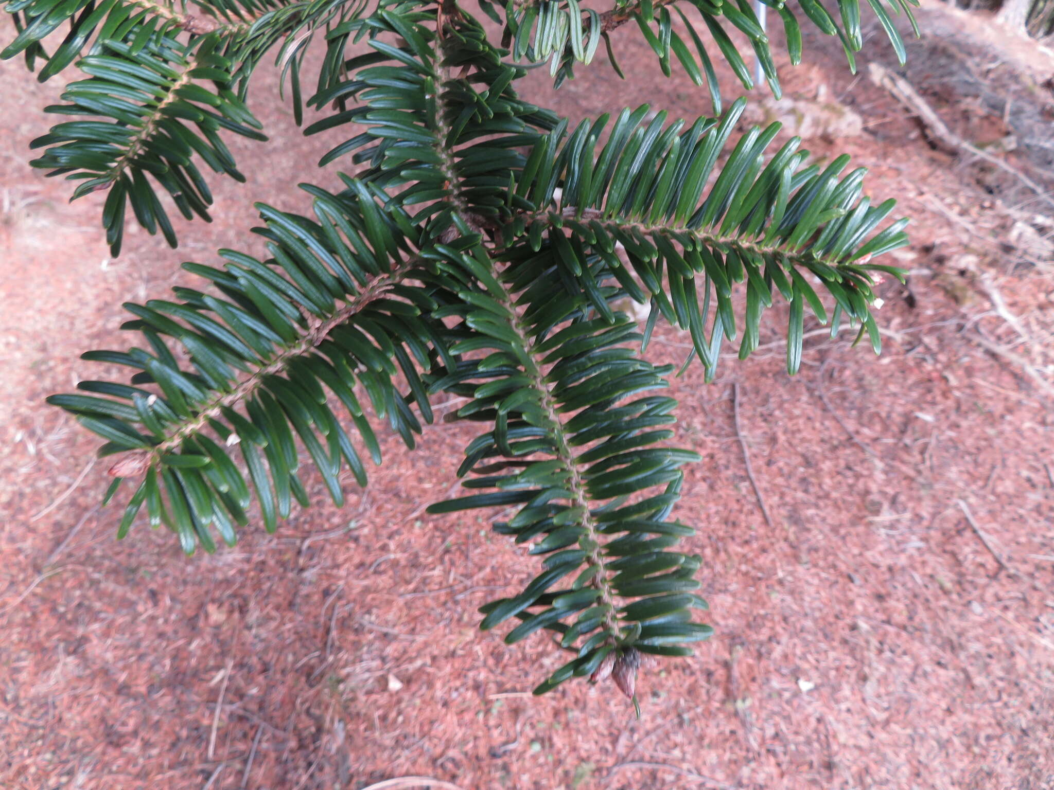 Image of Momi Fir