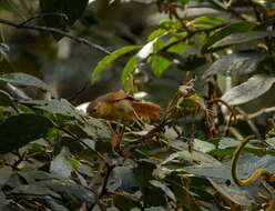 Image of Philydor erythrocercum ochrogaster Hellmayr 1917